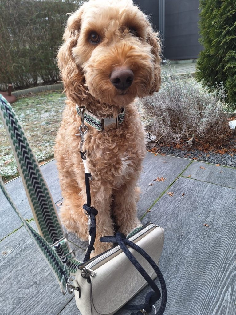 Goldendoodle mit blau-grünen Halsband und blauer Leine mit passendem Taschengurtband