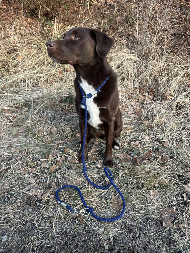 Brauner Hund mit weißem Fleck auf der Brust und blauer Retrieverleine um den Hals